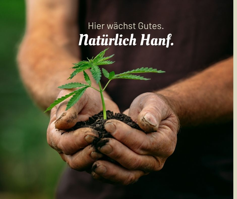 hanfpflanze-in-haenden-weinviertel-oesterreich.jpg Zwei Hände halten eine grüne Hanfpflanze mit Wurzeln vor dunklem Hintergrund, Text im Bild: „Natürlich Hanf“.