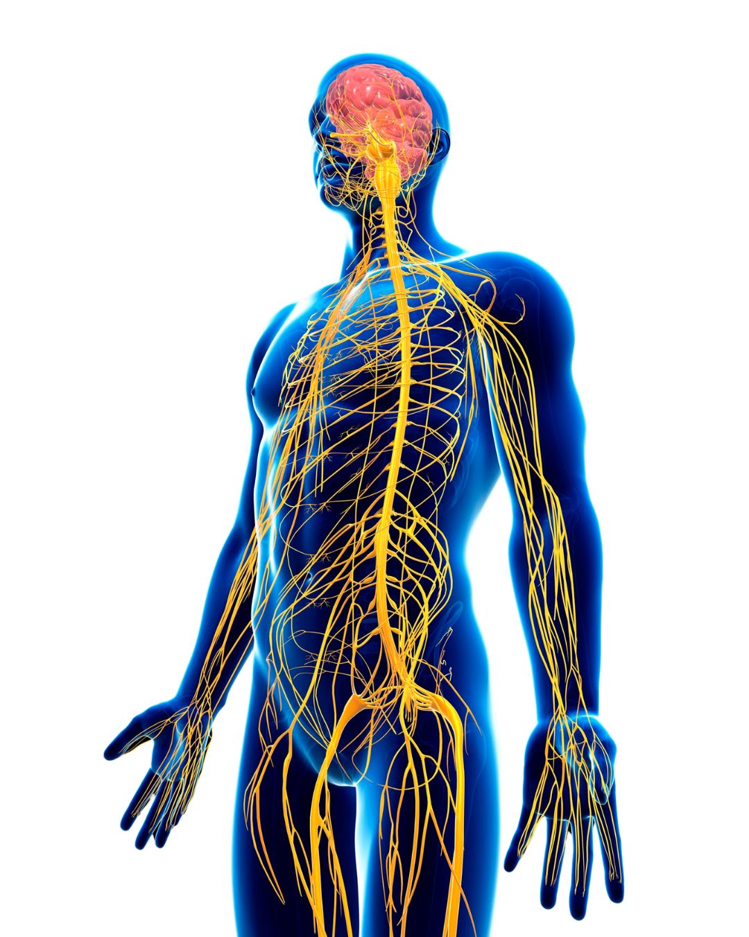 Das Endocannabinoidsystem erklärt