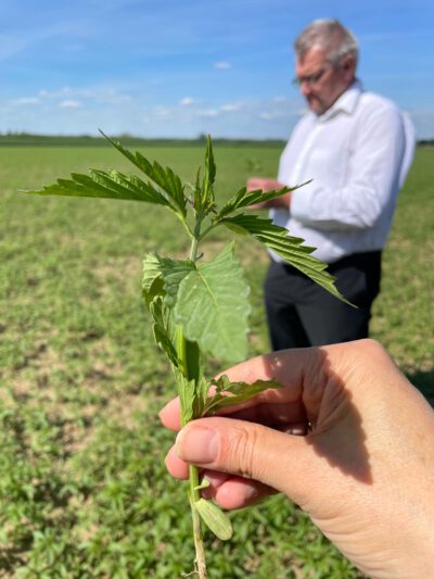 Günther am Hanffeld