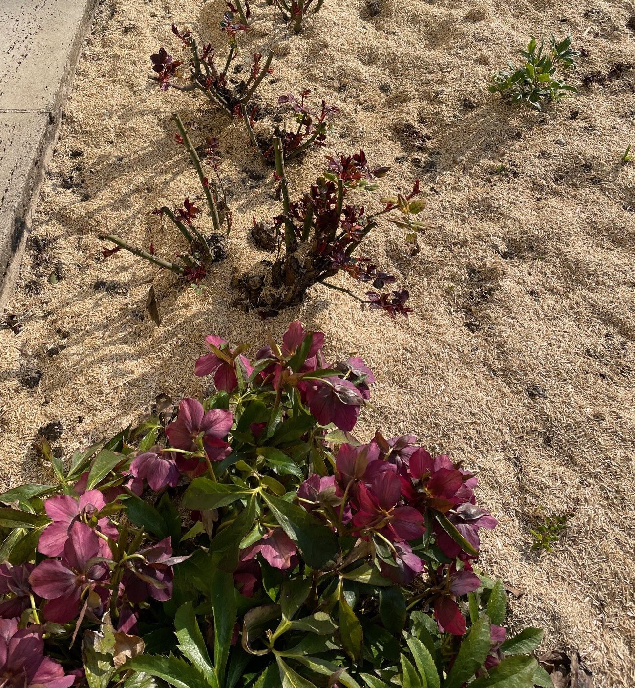 Hanfschäben im Blumenbeet