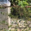 Hanfeinstreu für Garten und Stall 14 kg – Bild 3