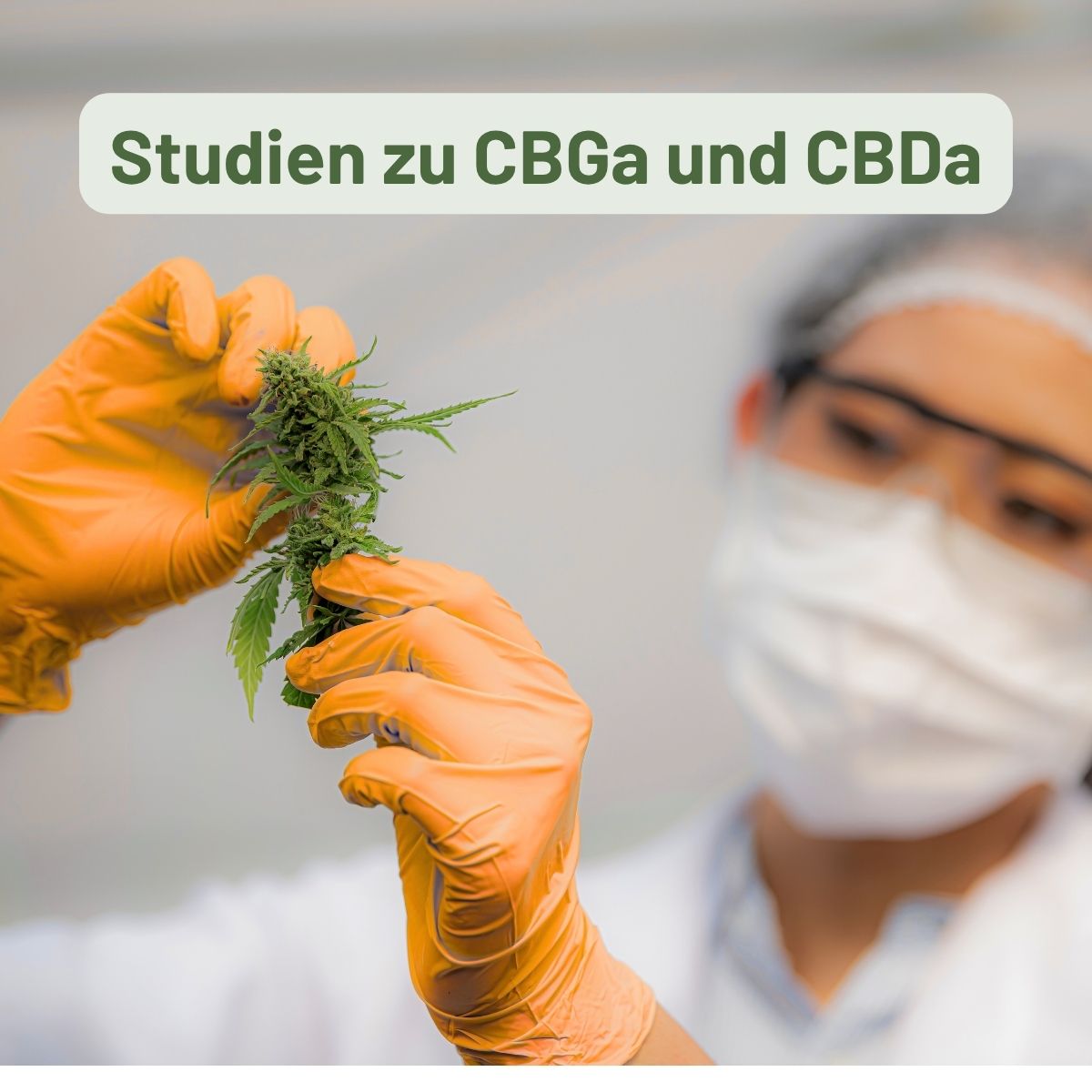 Studien zu CBDa