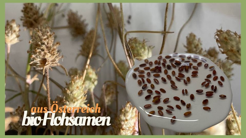 Bio Flohsamen von Hanfland aus Hanfthal