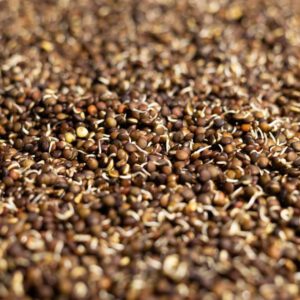 Bio Belugalinsen gekeimt