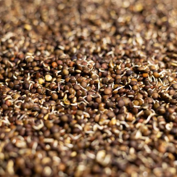 Bio Belugalinsen gekeimt