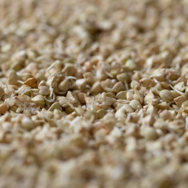 Bio Buchweizen gekeimt
