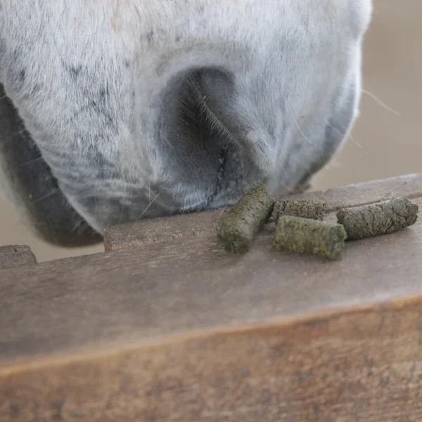 Bio Leckerli Protein Sticks 1 kg – Bild 4