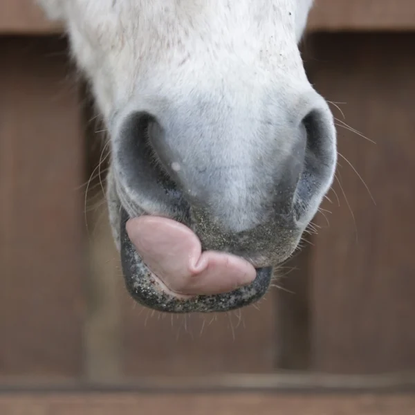 Bio Hanfschrot + Hanfblattpulver 1 kg – Bild 2