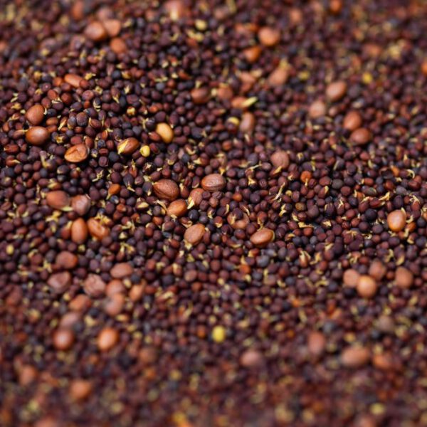 Bio Sulfo Plus (Brokkoli- und Rettichsamen) gekeimt
