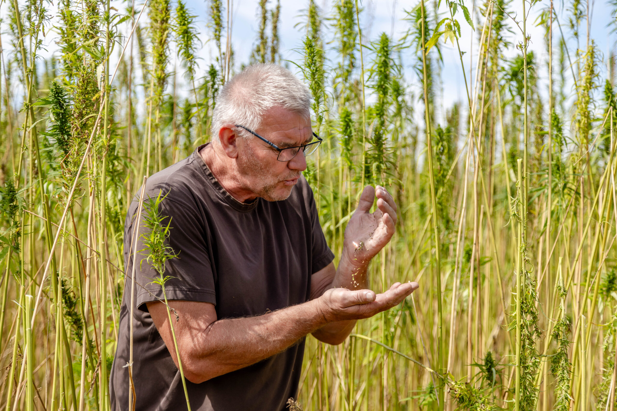 Günther Schmid prüft reife Hanfsamen bei der Ernte im Hanffeld in Hanfthal