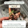Hanf anbauen im eigenem Garten mit zertifiziertem Saatgut