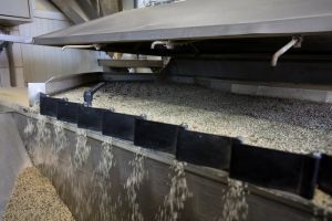 Bio-Hanfsamen aus niederösterreichischem Anbau beim Schälen