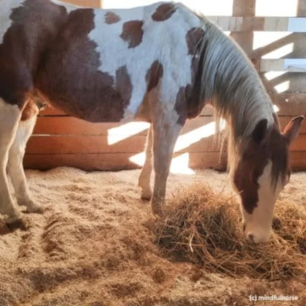 Pferd steht im Stall auf Bio Hanfschäben Einstreu von Hanfland