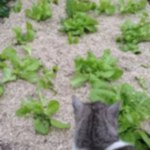 Bio Hanfschäben als natürlicher Mulch im Gemüsebeet
