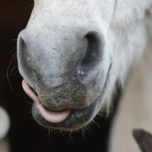 Pferd frisst Hempy Futterhanfsamen – natürliches Einzelfuttermittel aus Österreich