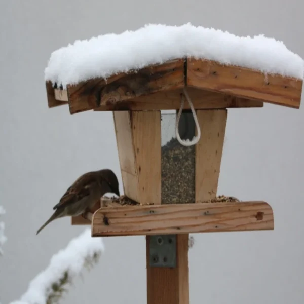 Vogel frisst Hempy Futterhanfsamen im Vogelhäuschen – natürliches Winterfutter aus Österreich