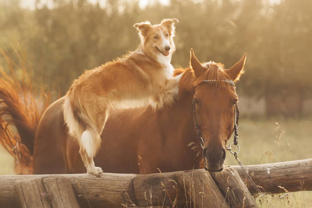 Leber-Kräuter-Essenz Flasche mit Pipette