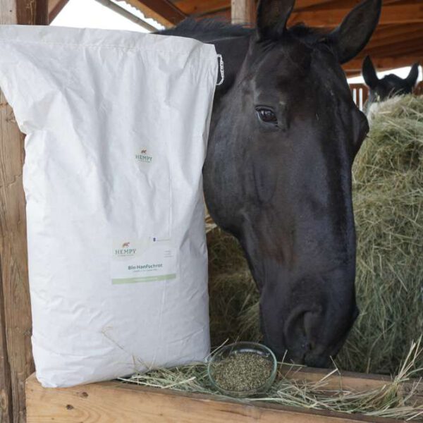 Hempy Bio Hanfschrot wird einem Pferd im Stall verfüttert
