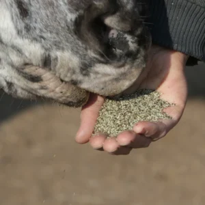 Hand füttert einem Pferd Hempy Bio Hanfschrot direkt aus der Handfläche