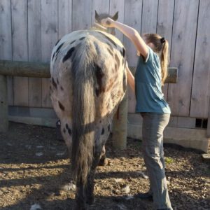 Pferdebesitzerin putzt Appaloosa-Pferd im Stall, Fellpflege beim Fellwechsel unterstützt durch Hempy Stoffwechselpaket