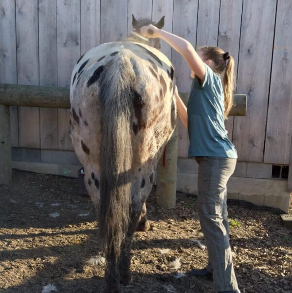 Pferdebesitzerin putzt Appaloosa-Pferd im Stall, Fellpflege beim Fellwechsel unterstützt durch Hempy Stoffwechselpaket